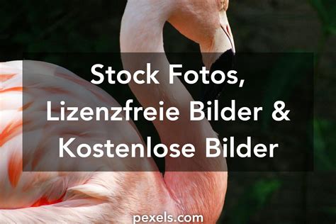 100.000+ Süße Bilder und Fotos Kostenlos。